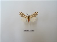 藏品(褐帶污燈蛾)的圖片